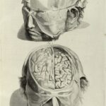 Bidloo_Anatomia_1685_Tab5_watermark