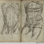 Rösslin_Byrth_1545_Recto-VersoTorso