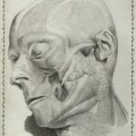 Santorini_Anatomici_1775_Tab1_watermark