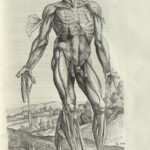 Vesalius_Fabrica_1543_Lambert_181_watermark
