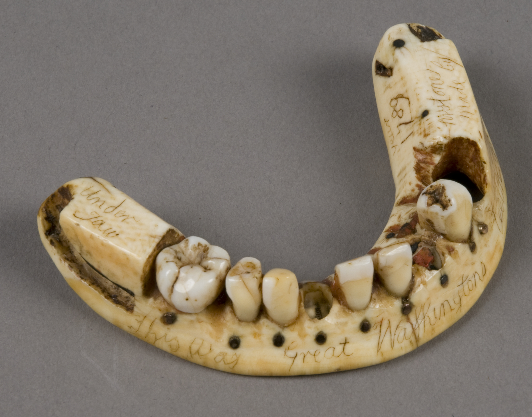 The Greenwood Family Gives the Library George Washington’s Dentures 